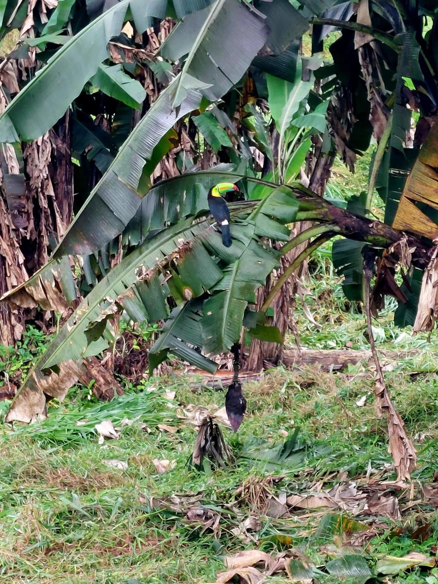 Rustico Villa Arenal La Fortuna 외부 사진